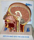 Sinus Model