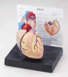 Heart Model